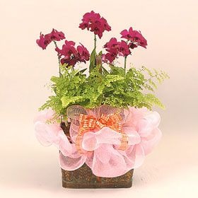 호접란(꽃사랑18호)