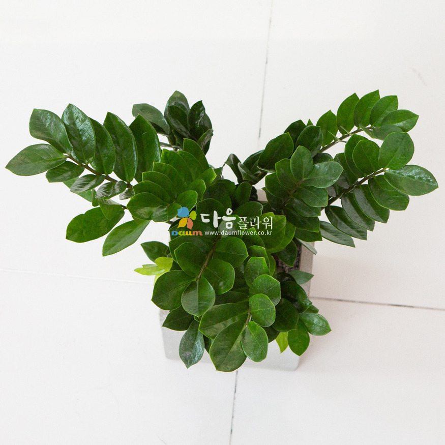 상세이미지
