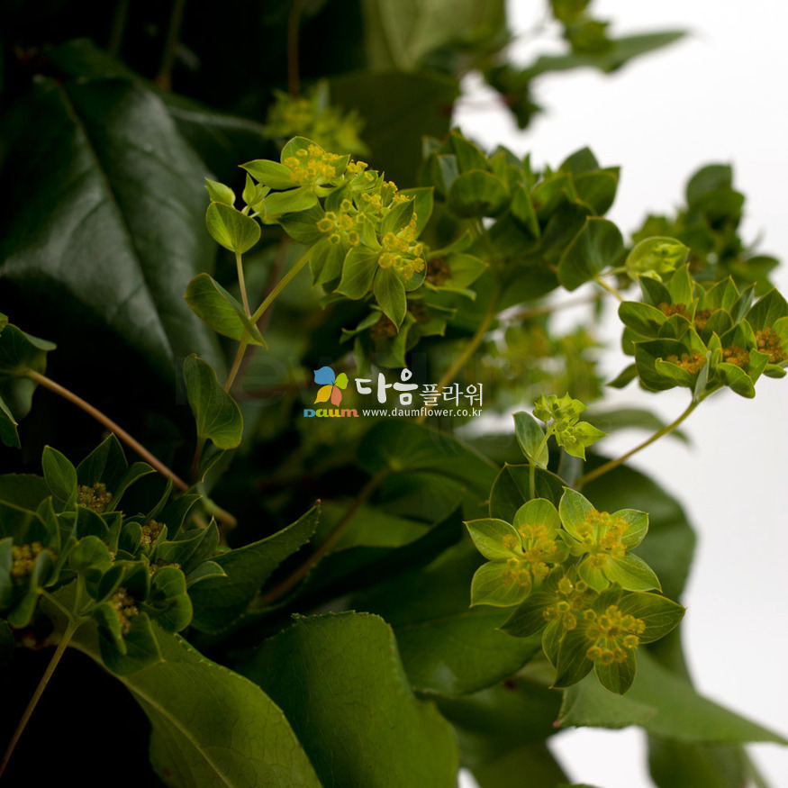 상세이미지