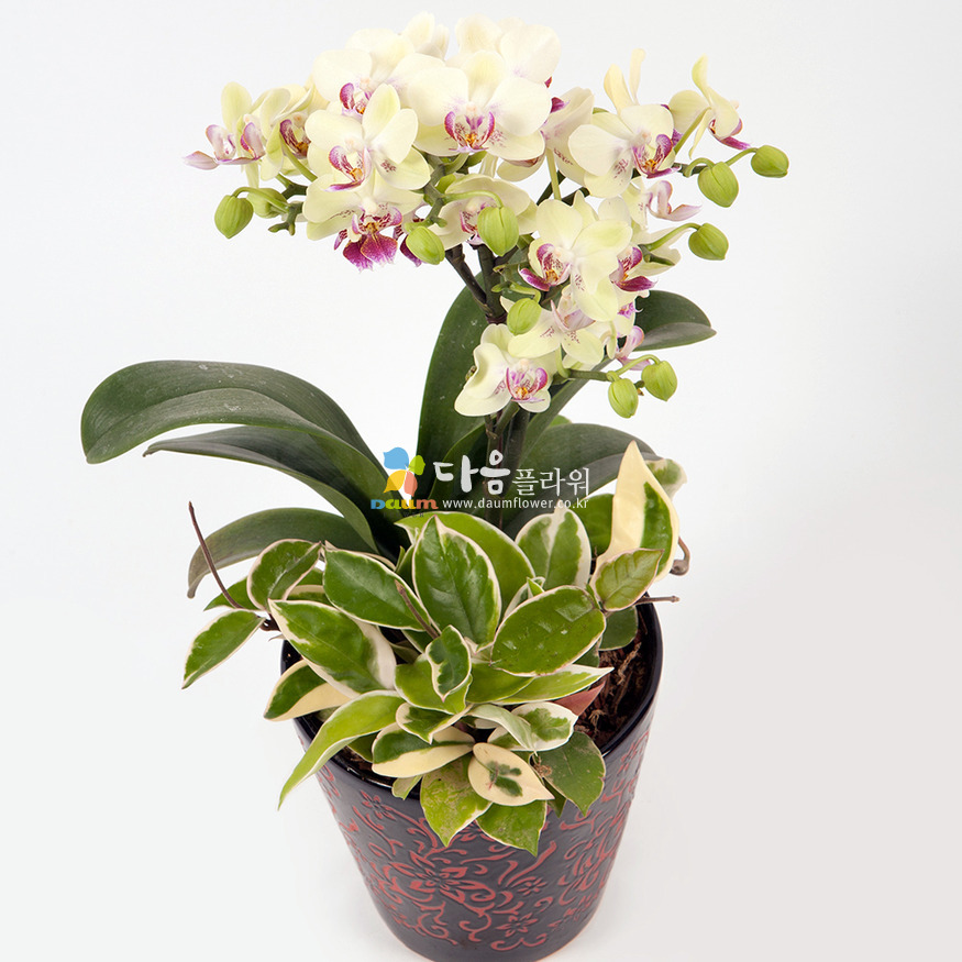 상세이미지
