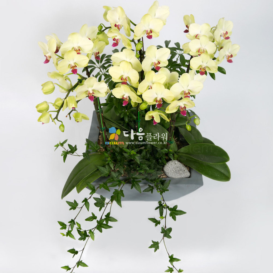 상세이미지