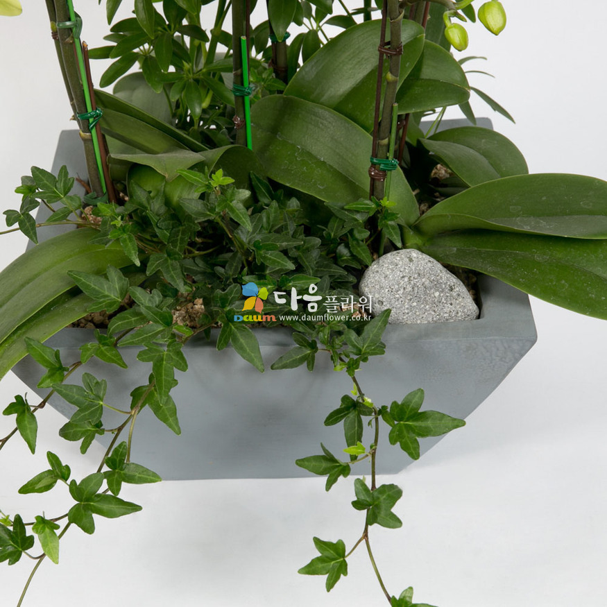 상세이미지