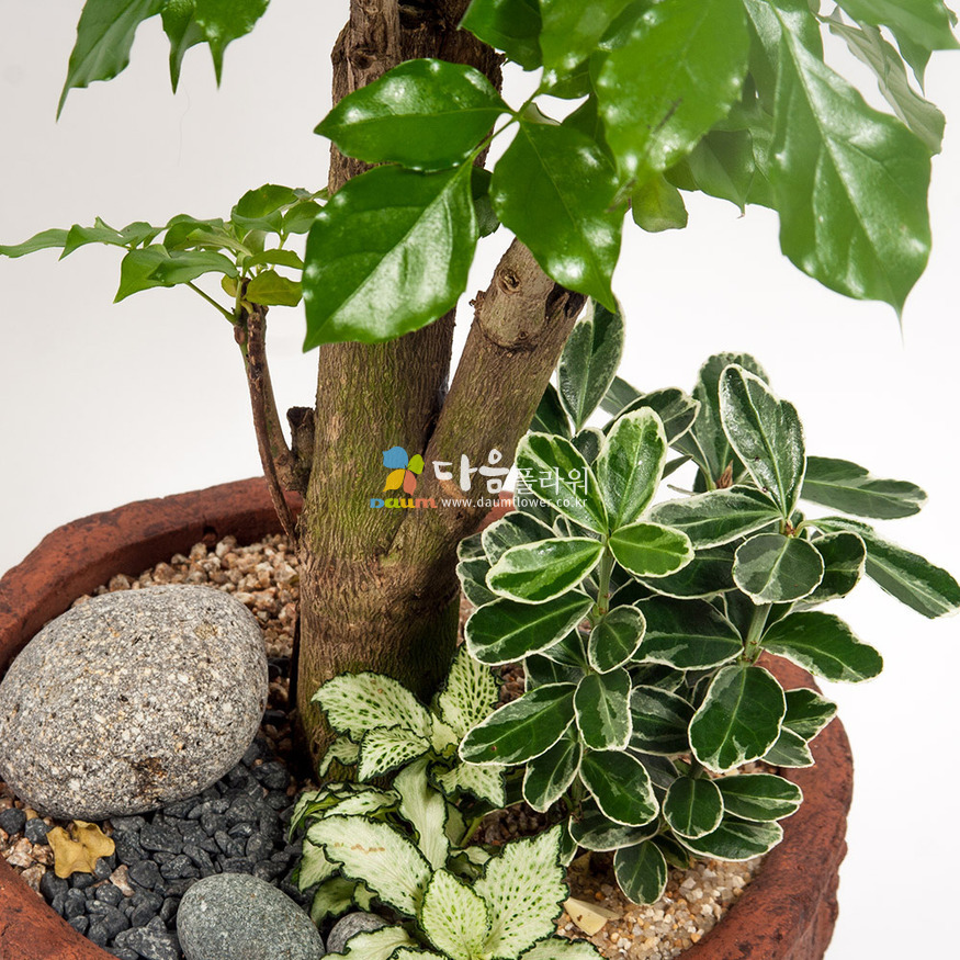 상세이미지