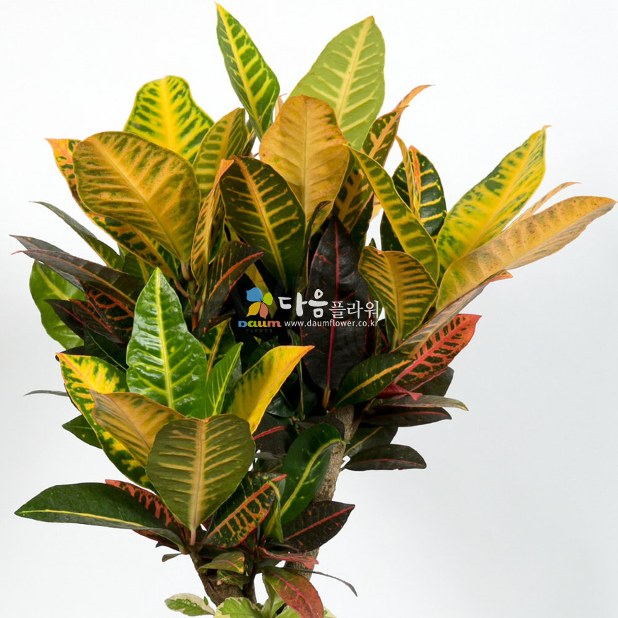 상세이미지