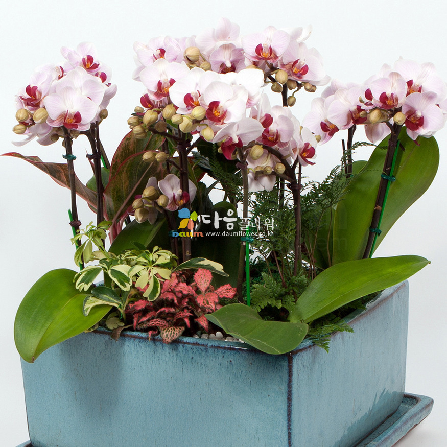 상세이미지