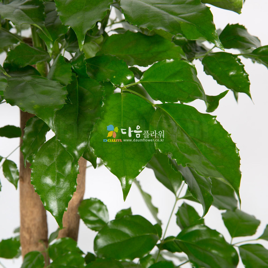 상세이미지