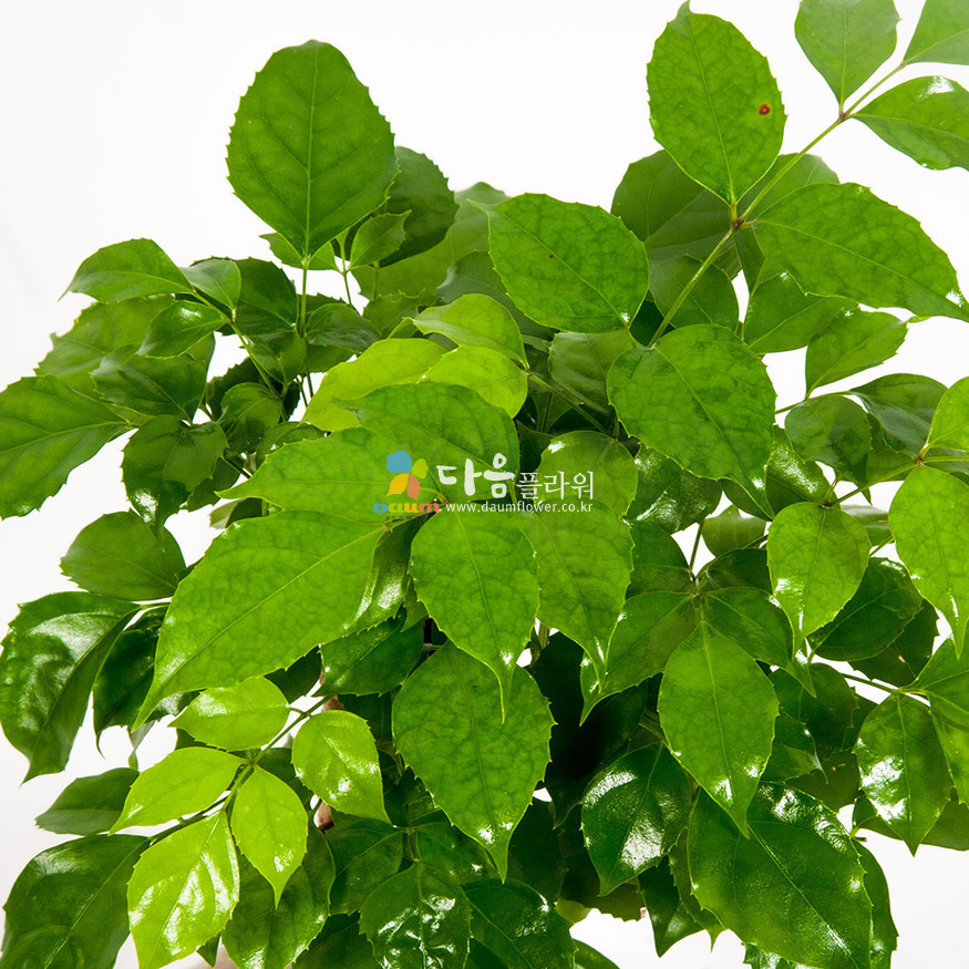 상세이미지