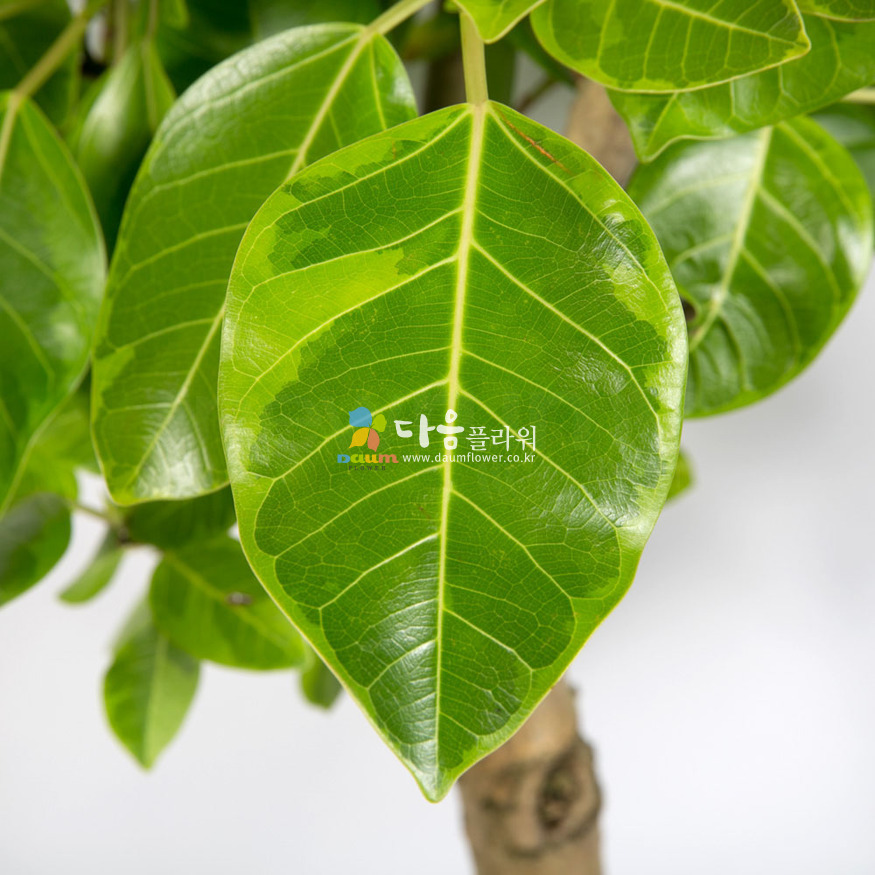 상세이미지