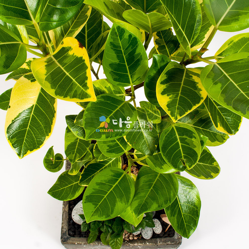 상세이미지