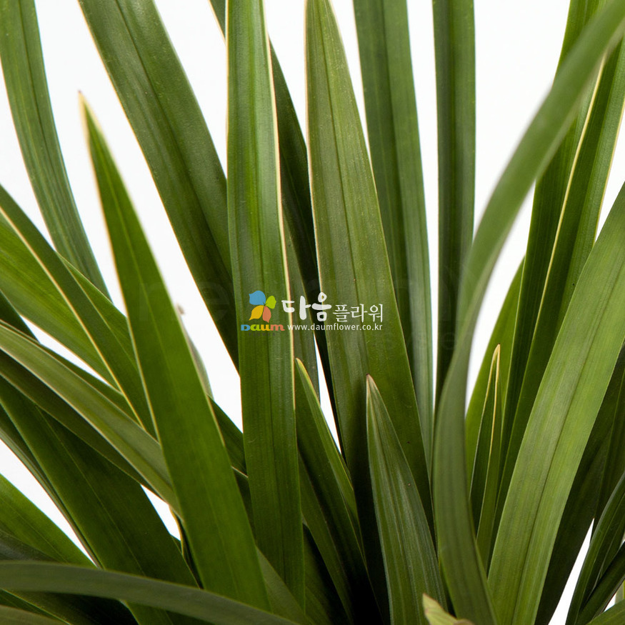 상세이미지