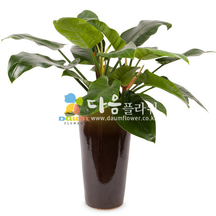 콩고(꽃나눔135호)