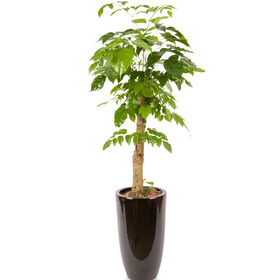 녹보수(꽃나눔185호)