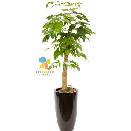 녹보수(꽃나눔185호)