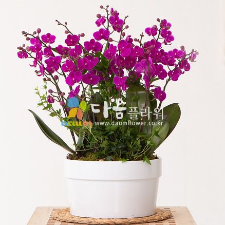 꽃사랑151호