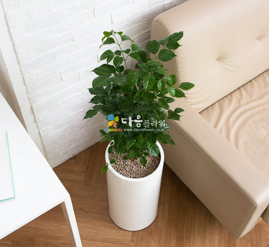 상세이미지