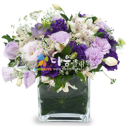 꽃행복241호