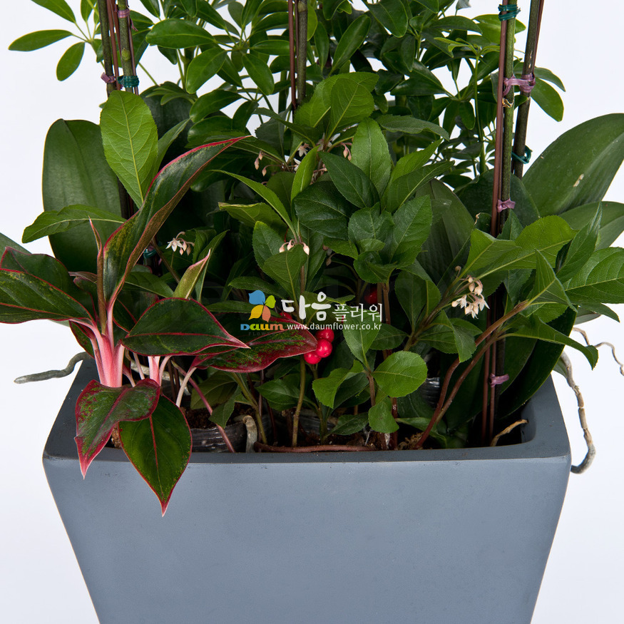 상세이미지