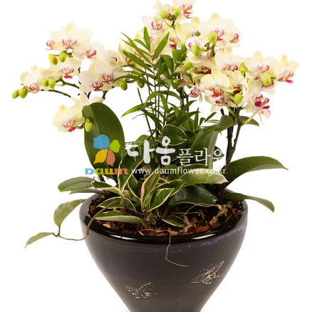 꽃사랑90호