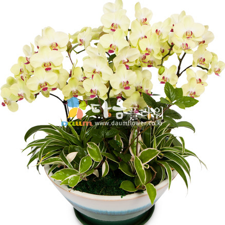 꽃사랑92호