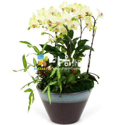 호접란 9호(꽃사랑4호)