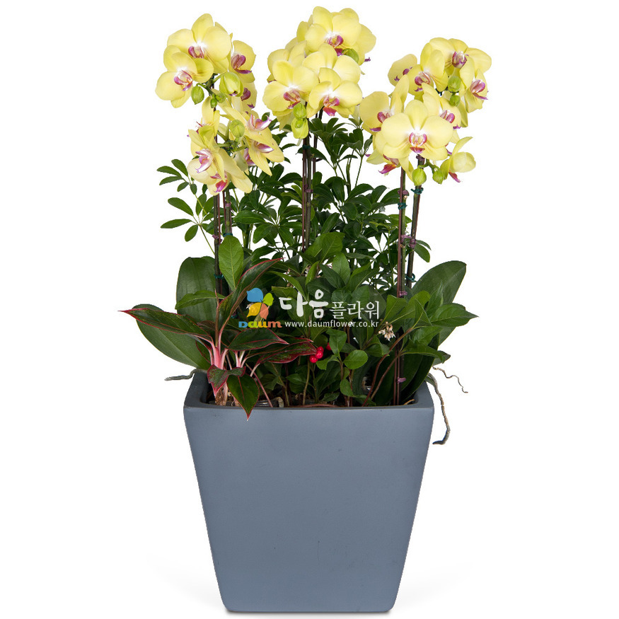 상세이미지
