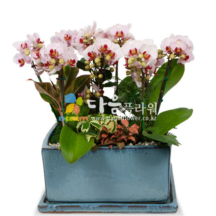 꽃사랑97호