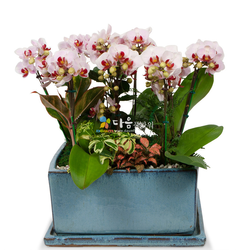 상세이미지