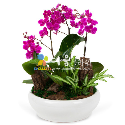 만천홍(꽃사랑33호)