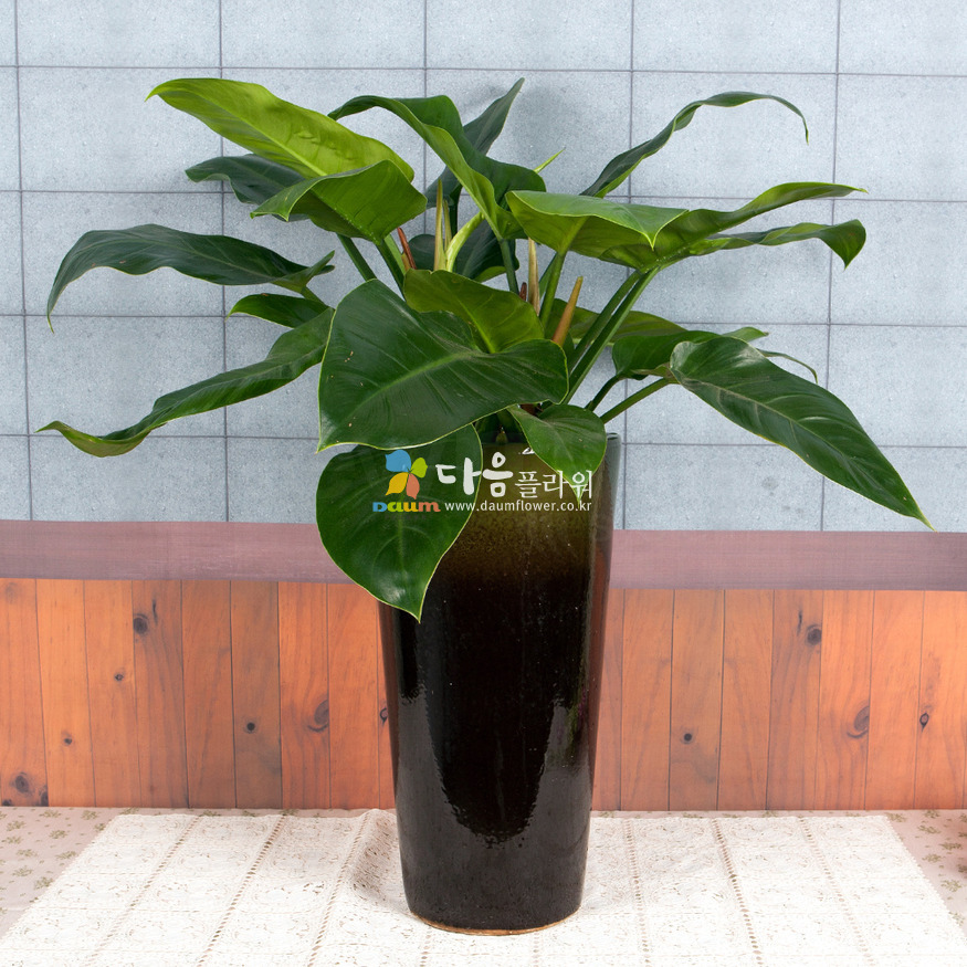 상세이미지