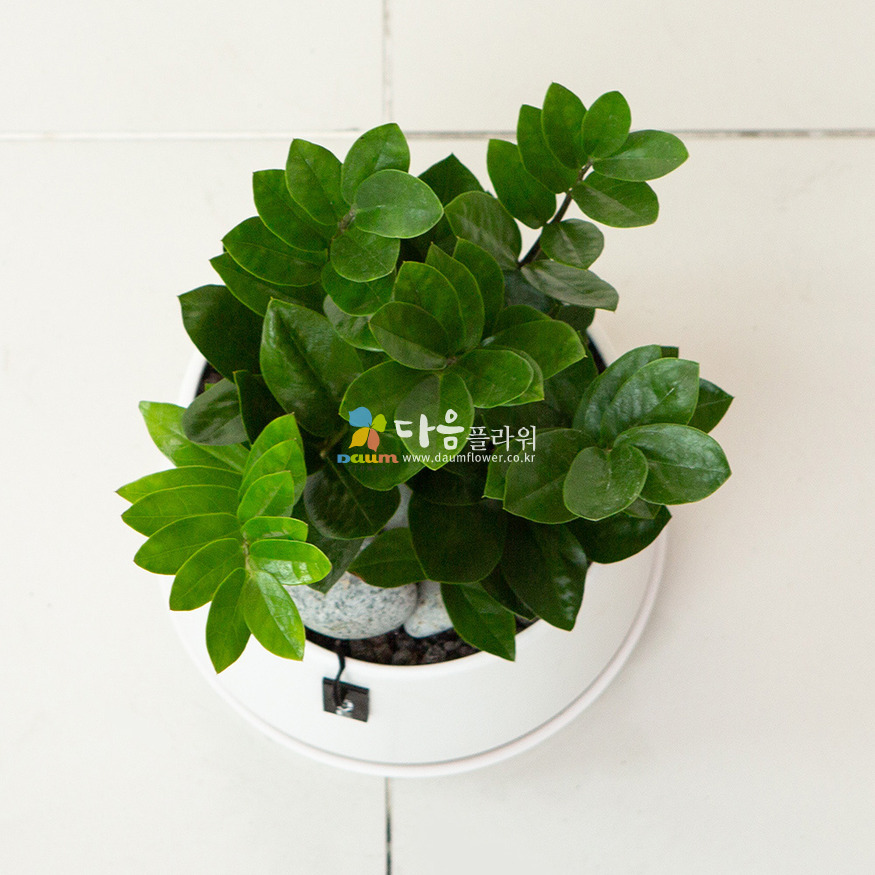 상세이미지