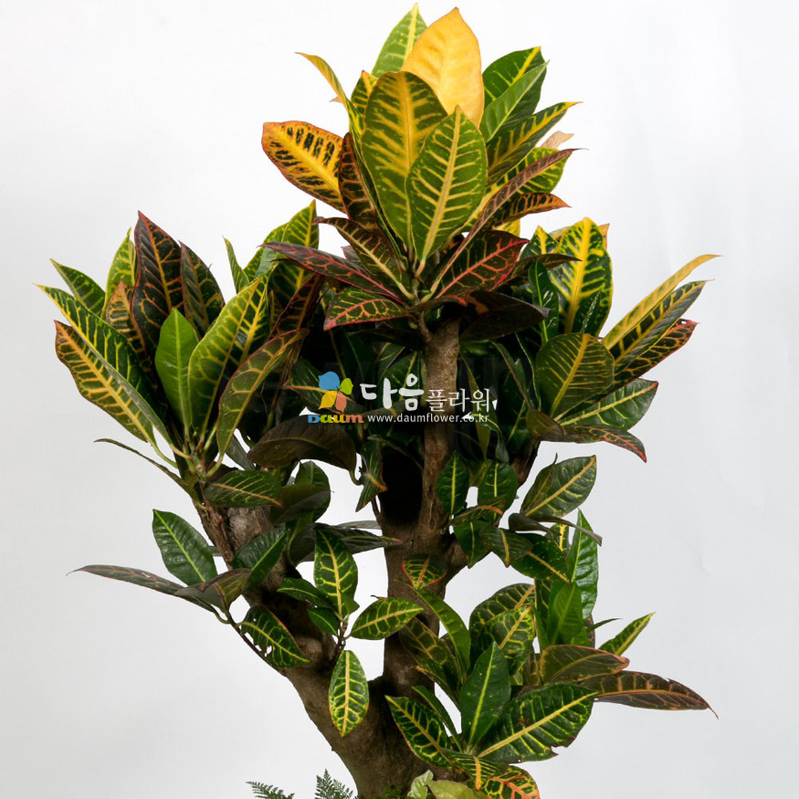 상세이미지
