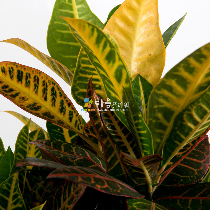 상세이미지