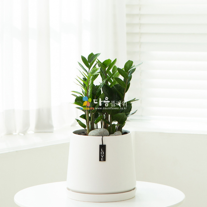 상세이미지