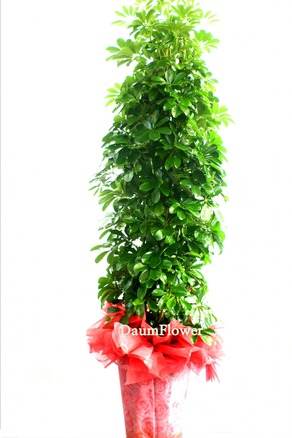 홍콩야자(꽃나눔10호)