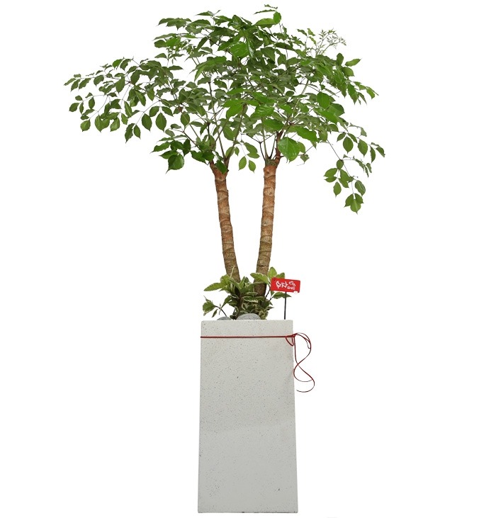 상세이미지