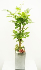 녹보수(꽃나눔219호)