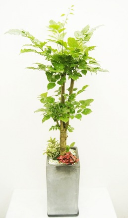 녹보수(꽃나눔219호)