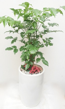 녹보수(꽃나눔336호)