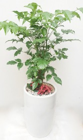 녹보수(꽃나눔336호)